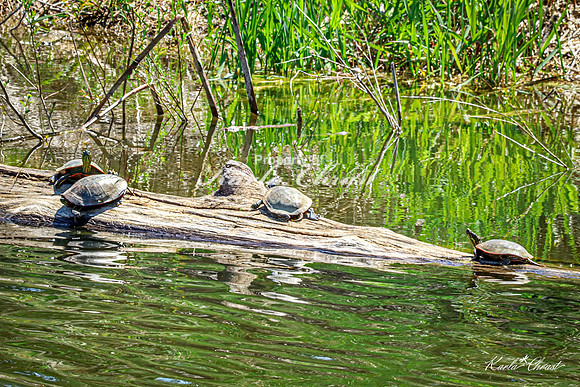 Painted Turtle 47 - May 05, 2025 DeSoto National Wildlife Refuge