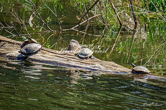 Painted Turtle 48 - May 05, 2025 DeSoto National Wildlife Refuge