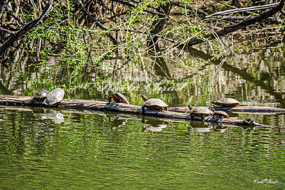Painted Turtle 49 - May 05, 2025 DeSoto National Wildlife Refuge
