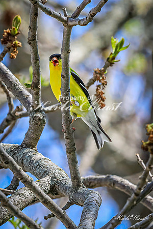 Goldfinch 14 - May 05, 2025 DeSoto National Wildlife Refuge