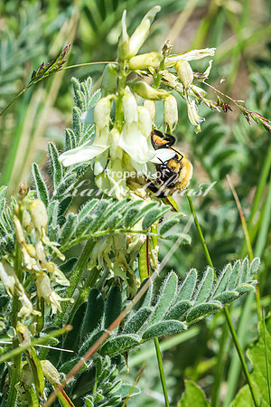 Bumble Bee 23 - June 6,2024 - Little Bighorn Battlefield National Monument