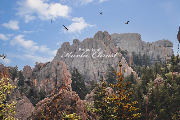 Custer State Park 67 - June 12, 2023