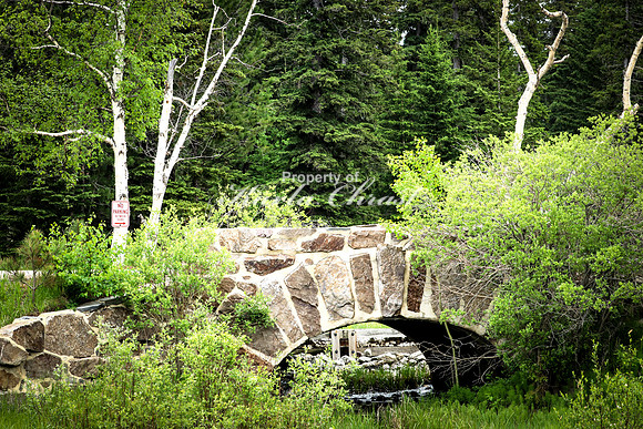 Custer State Park 63 - June 12, 2023