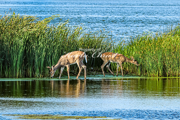 Whitetail Deer 25 - September 1,  2023 Oakwood Lakes State Park