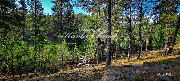 Custer State Park 83 - September 11, 2024 Custer State Park