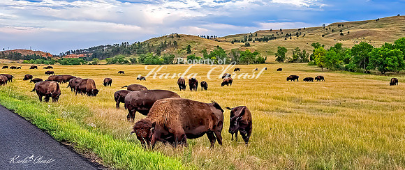 American Bison 72 - September 11, 2024 Custer State Park