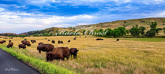 American Bison 73 - September 11, 2024 Custer State Park