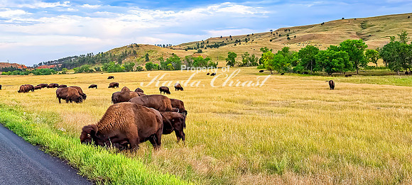 American Bison 74 - September 11, 2024 Custer State Park
