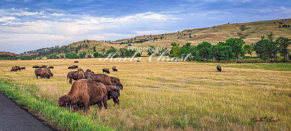 American Bison 75 - September 11, 2024 Custer State Park