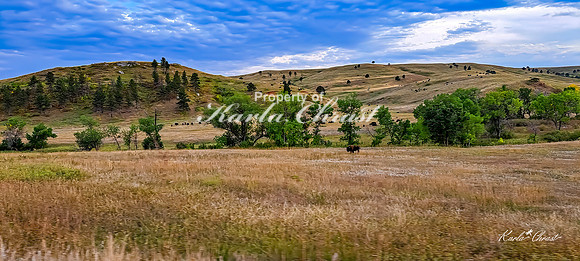 Custer State Park 106 - September 11, 2024 Custer State Park