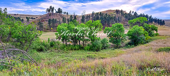 Custer State Park 108 - September 11, 2024 Custer State Park