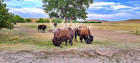 American Bison 76 - September 11, 2024 Custer State Park