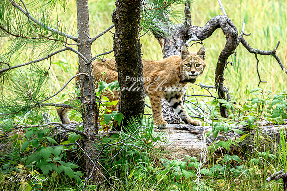 Bobcat 1 - September 11, 2024 Custer State Park