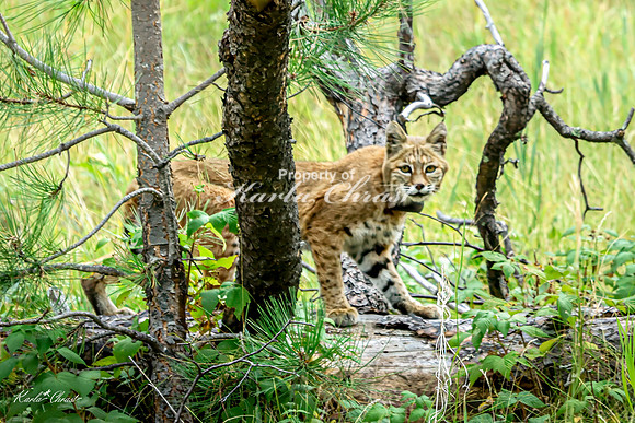 Bobcat 2 - September 11, 2024 Custer State Park