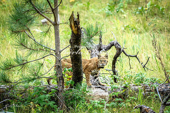 Bobcat 3 - September 11, 2024 Custer State Park