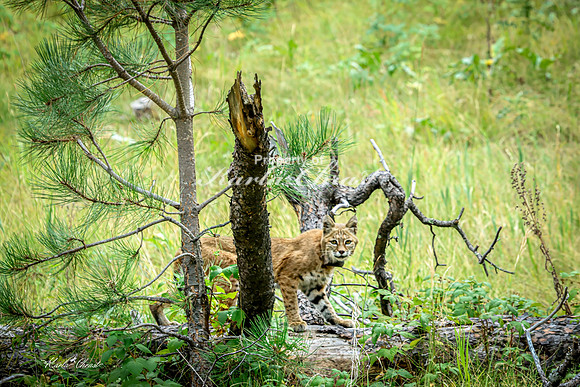 Bobcat 4 - September 11, 2024 Custer State Park
