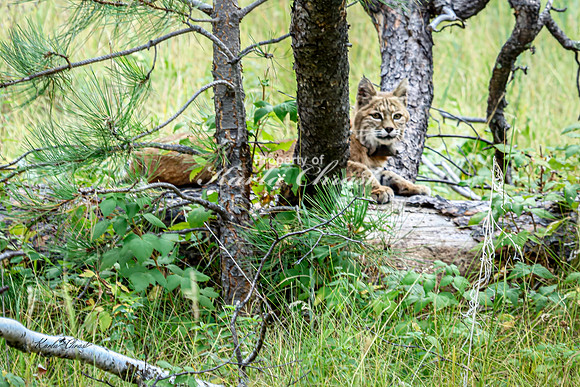 Bobcat 5 - September 11, 2024 Custer State Park