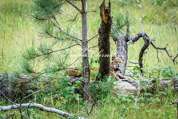 Bobcat 6 - September 11, 2024 Custer State Park