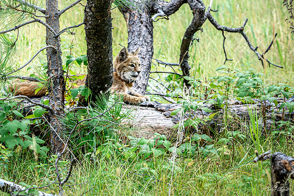 Bobcat 7 - September 11, 2024 Custer State Park