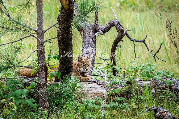 Bobcat 8 - September 11, 2024 Custer State Park