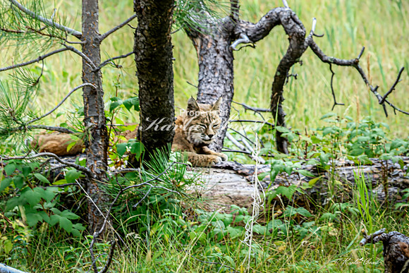 Bobcat 10 - September 11, 2024 Custer State Park