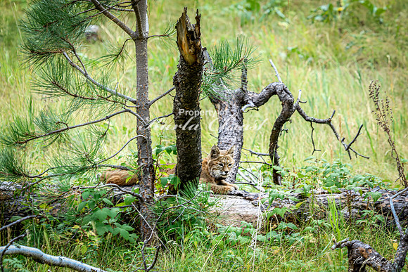 Bobcat 11 - September 11, 2024 Custer State Park