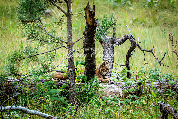 Bobcat 13 - September 11, 2024 Custer State Park