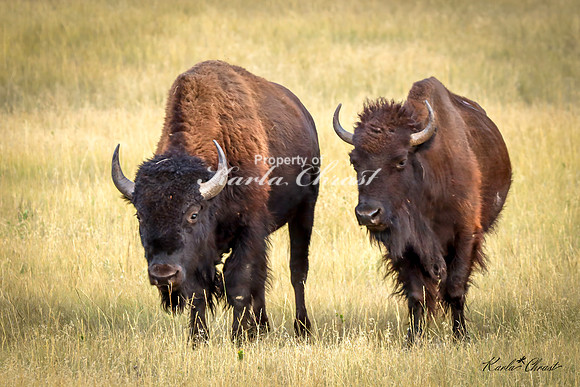 American Bison 77 - September 11, 2024 Custer State Park