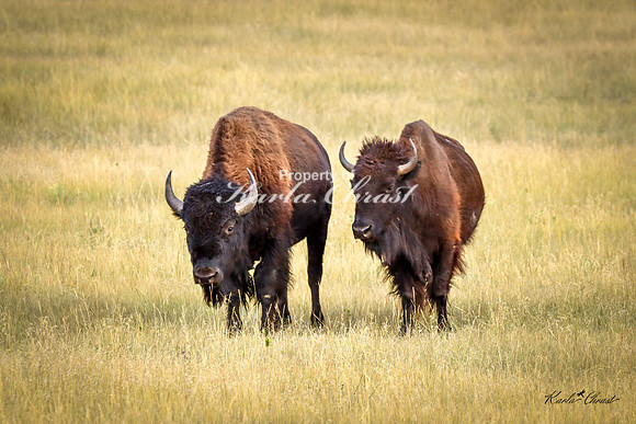 American Bison 78 - September 11, 2024 Custer State Park