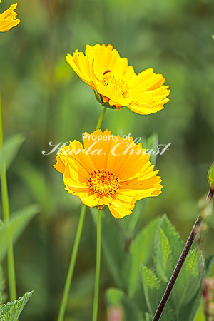 Coreopsis 11 - July 02, 2024 Rural Minnesota