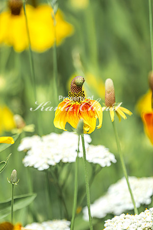 Prairie Coneflower 11 - July 02, 2024 Rural Minnesota