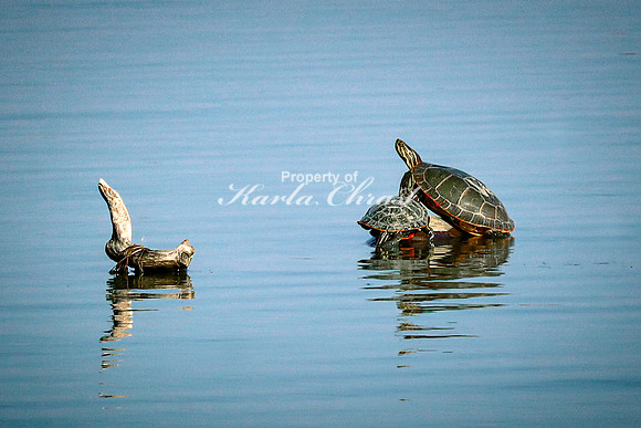 Painted Turtle 19 - September 1, 2023 Oakwood Lakes State Park South Dakota