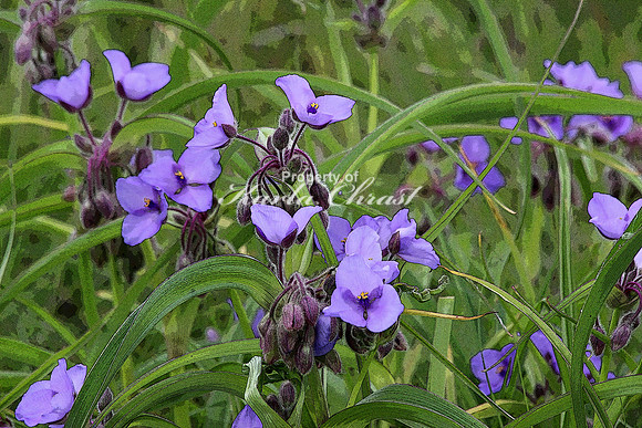 Ohio Spiderwort 2 - June 13, 2015 Glacial Lakes State Trail Minnesota
