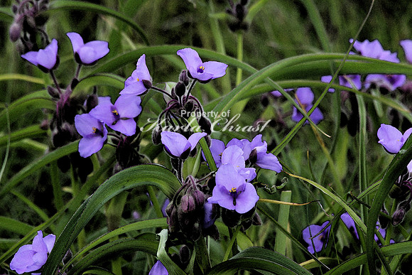Ohio Spiderwort 1 - June 13, 2015 Glacial Lakes State Trail Minnesota