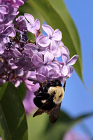 Bumble Bee 5 - May 22, 2015 Glacial Lakes State Trail