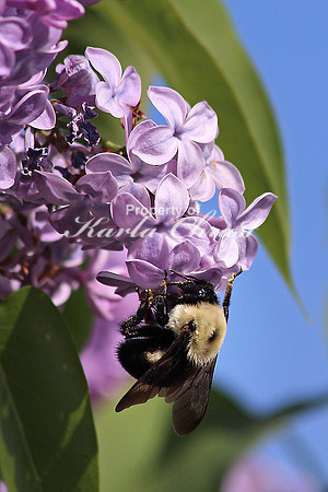Bumble Bee 5 - May 22, 2015 Glacial Lakes State Trail