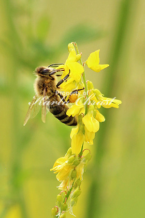 Honey Bee 4 - June 20, 2015 Glacial Lakes State Trail Minnesota