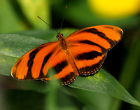 Banded Orange 1 - August 12, 2009