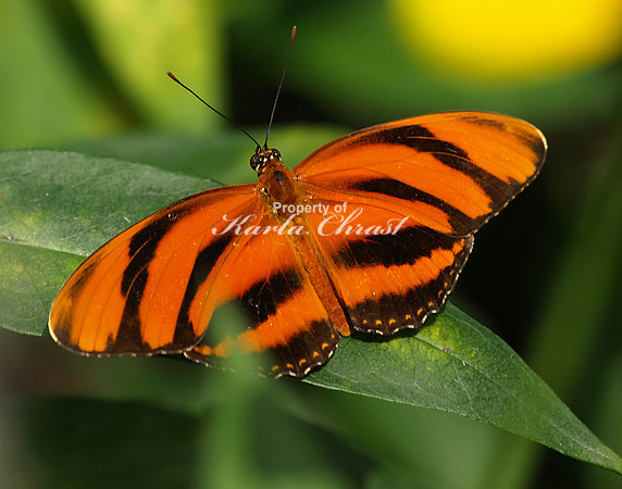 Banded Orange 1 - August 12, 2009