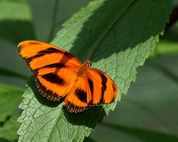 Banded Orange 2 - August 12, 2009
