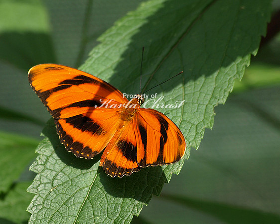 Banded Orange 2 - August 12, 2009