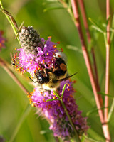 Bumble Bee 1 - July 22, 2008