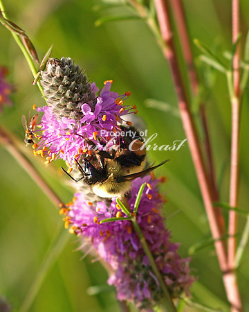 Bumble Bee 1 - July 22, 2008