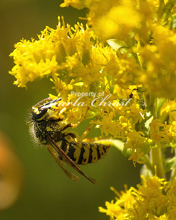 Yellowjacket 1 - September 9, 2008