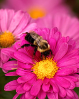 Bumble Bee 2 - September 17, 2011 Glendalough State Park