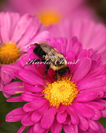 Bumble Bee 2 - September 17, 2011 Glendalough State Park