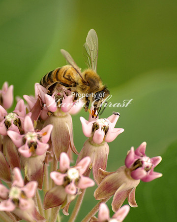 Honey Bee 1 - June 15, 2012 Fort Ridgely State Park