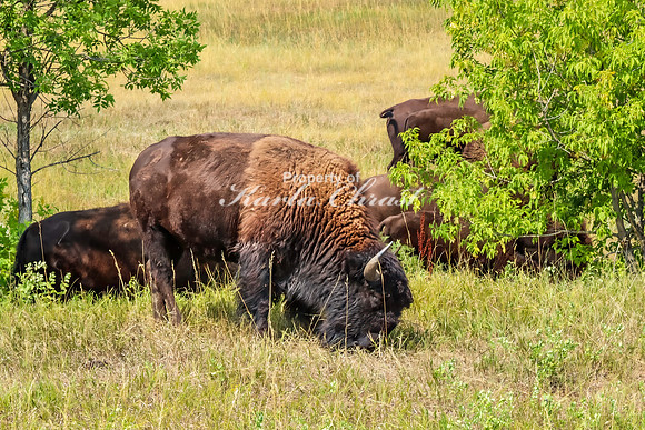 American Bison 59 - September 10, 2024, Custer State Park
