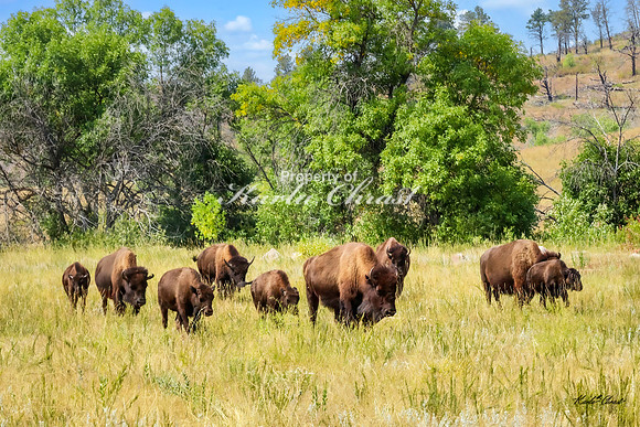 American Bison 60 - September 10, 2024, Custer State Park
