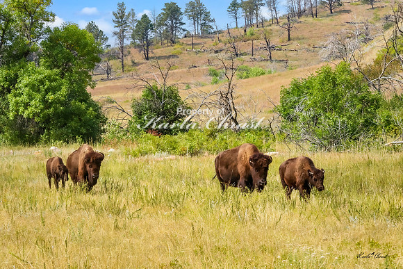 American Bison 61 - September 10, 2024, Custer State Park